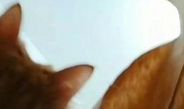 柯基最新爆料视频大全下载,萌宠瞬间，笑料横生